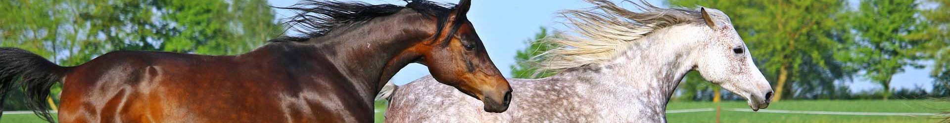 Tips on how to groom your horse